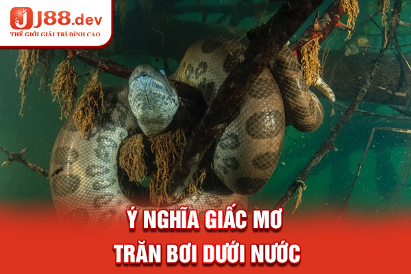 Ý nghĩa giấc mơ trăn bơi dưới nước Ý nghĩa giấc mơ trăn bơi dưới nước